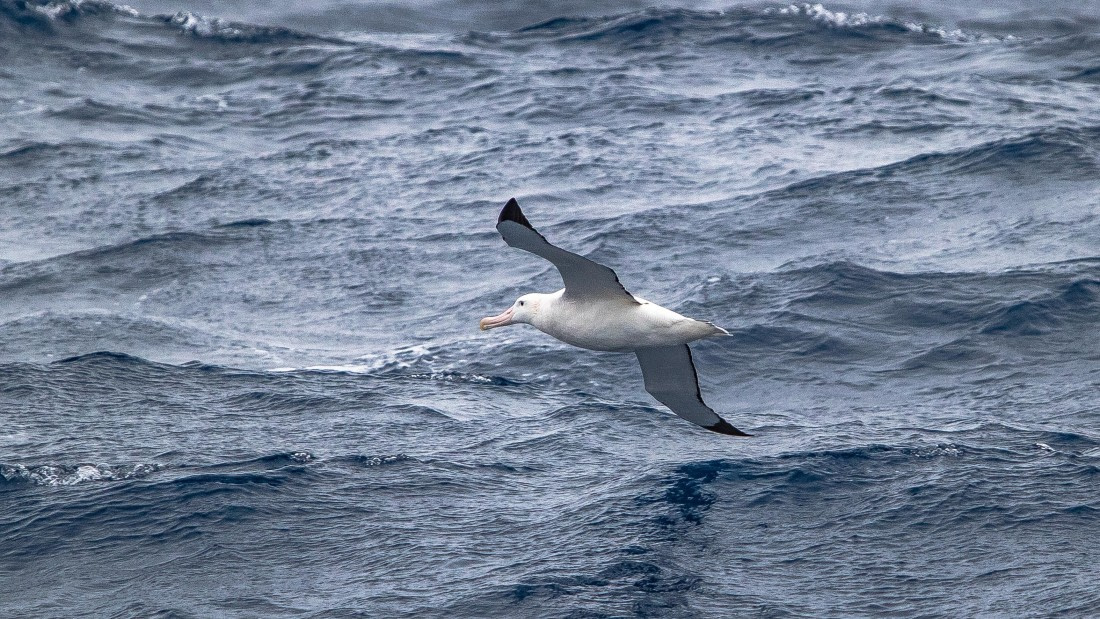 OTL28-25, Day 2, IMG_6477 © Unknown photographer - Oceanwide Expeditions.jpg