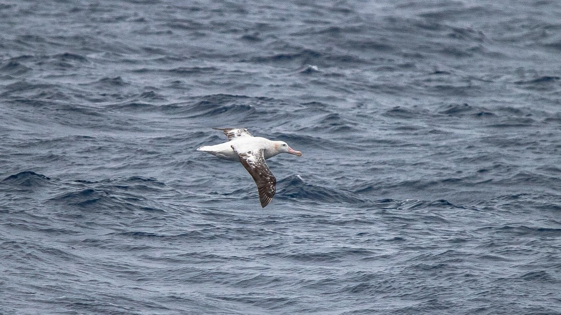 OTL28-25, Day 2, IMG_6481 © Unknown photographer - Oceanwide Expeditions.jpg