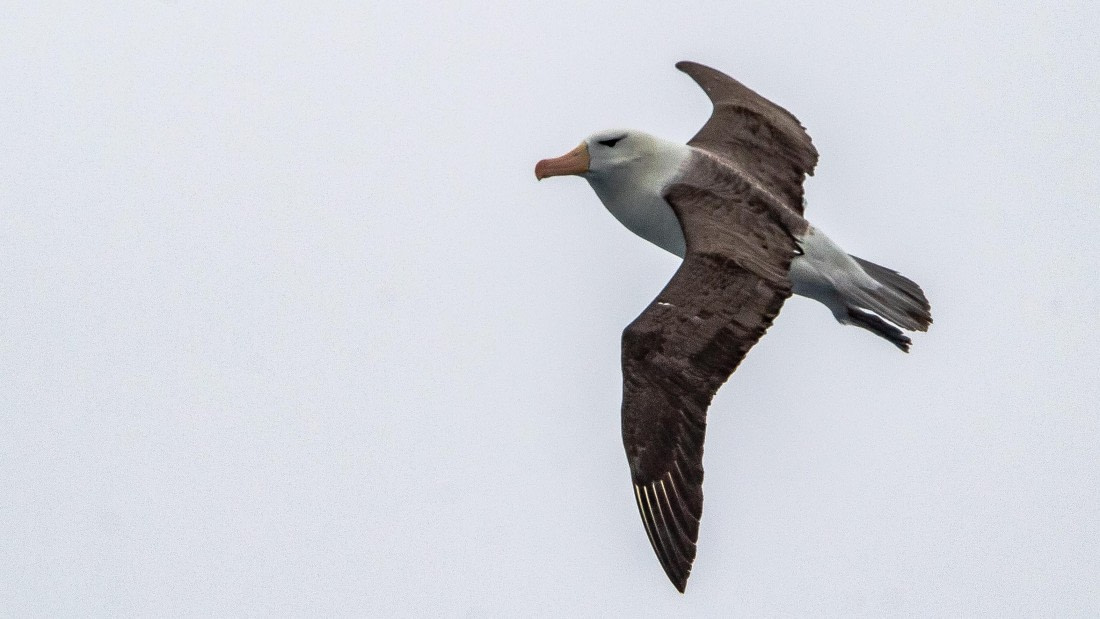OTL28-25, Day 2, IMG_6487 © Unknown photographer - Oceanwide Expeditions.jpg