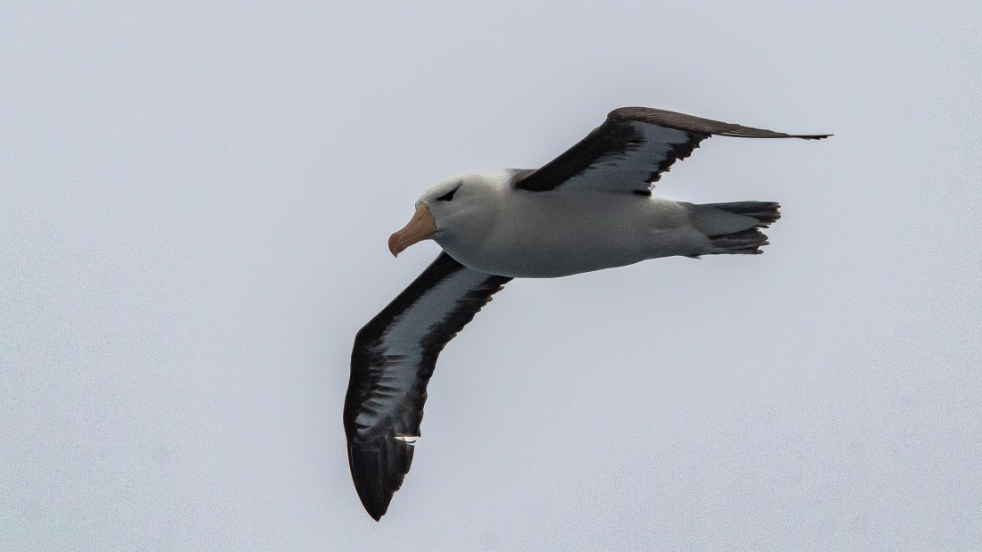 OTL28-25, Day 2, IMG_6489 © Unknown photographer - Oceanwide Expeditions.jpg
