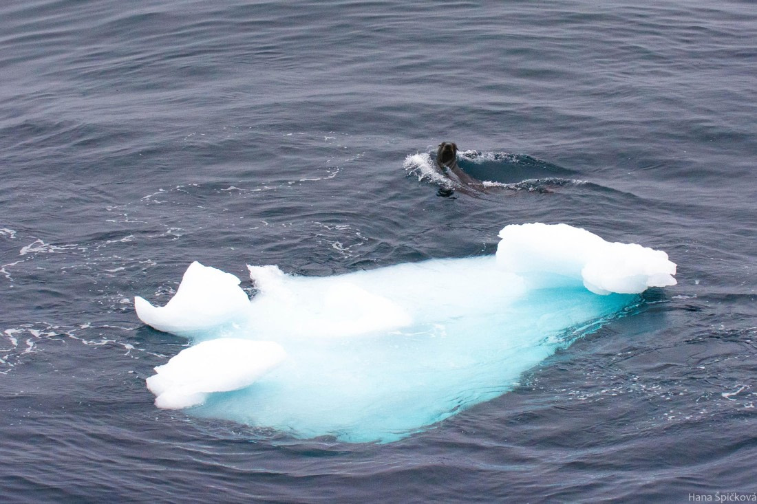 OTL28-25, Day 3, _DSC5274 © Hana Spickova - Oceanwide Expeditions.jpg