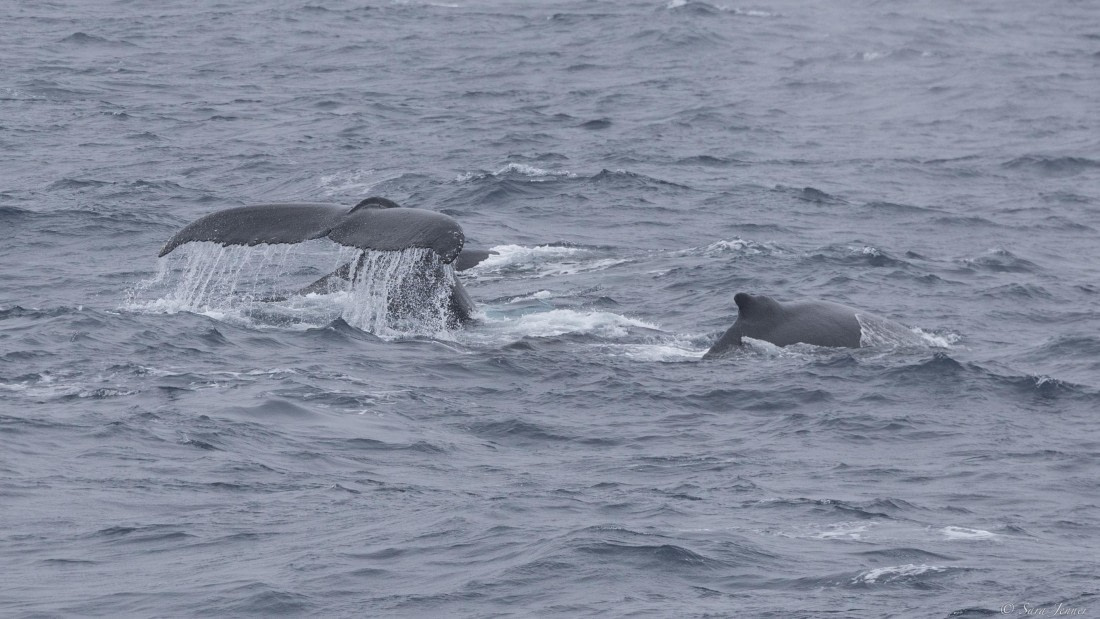OTL28-25, Day 3, Humpbacks on the Drake © Sara Jenner - Oceanwide Expeditions.jpg