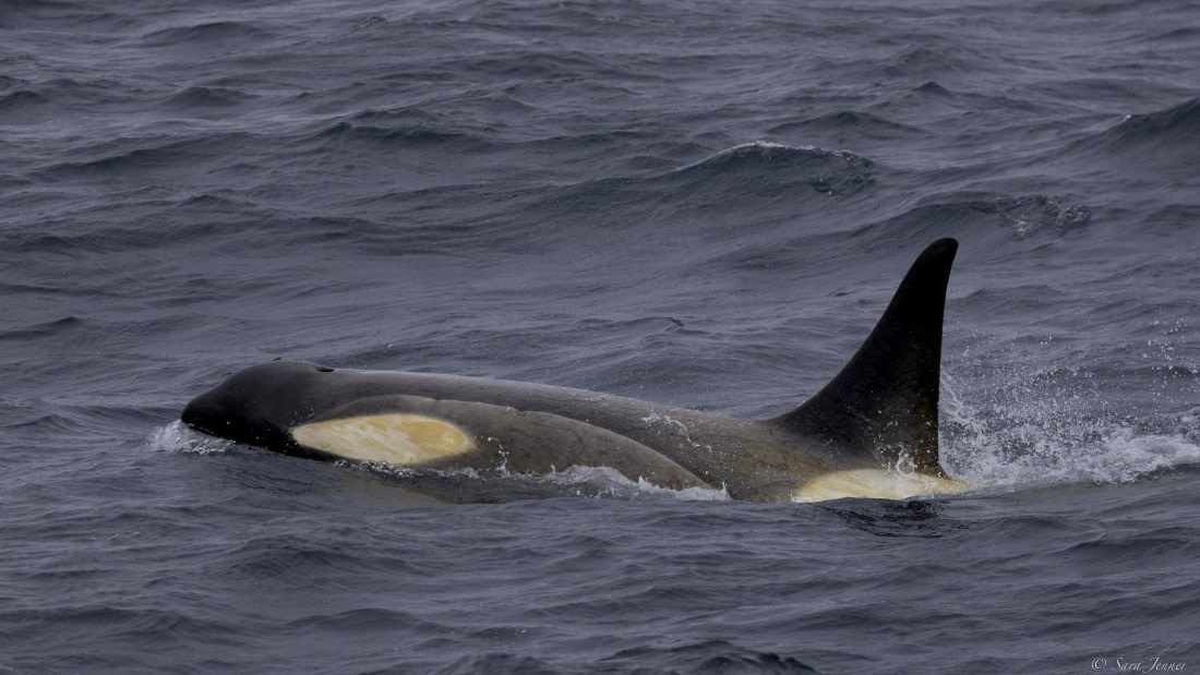 OTL28-25, Day 3, Orca 2 © Sara Jenner - Oceanwide Expeditions.jpg