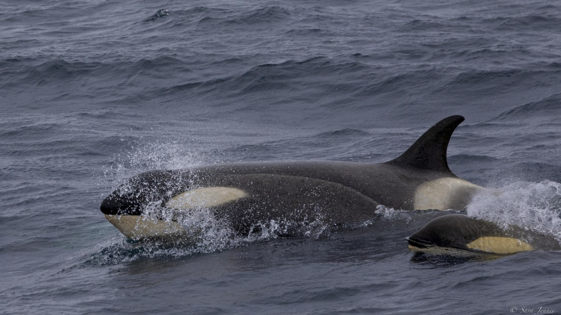 OTL28-25, Day 3, Orca 3 © Sara Jenner - Oceanwide Expeditions.jpg