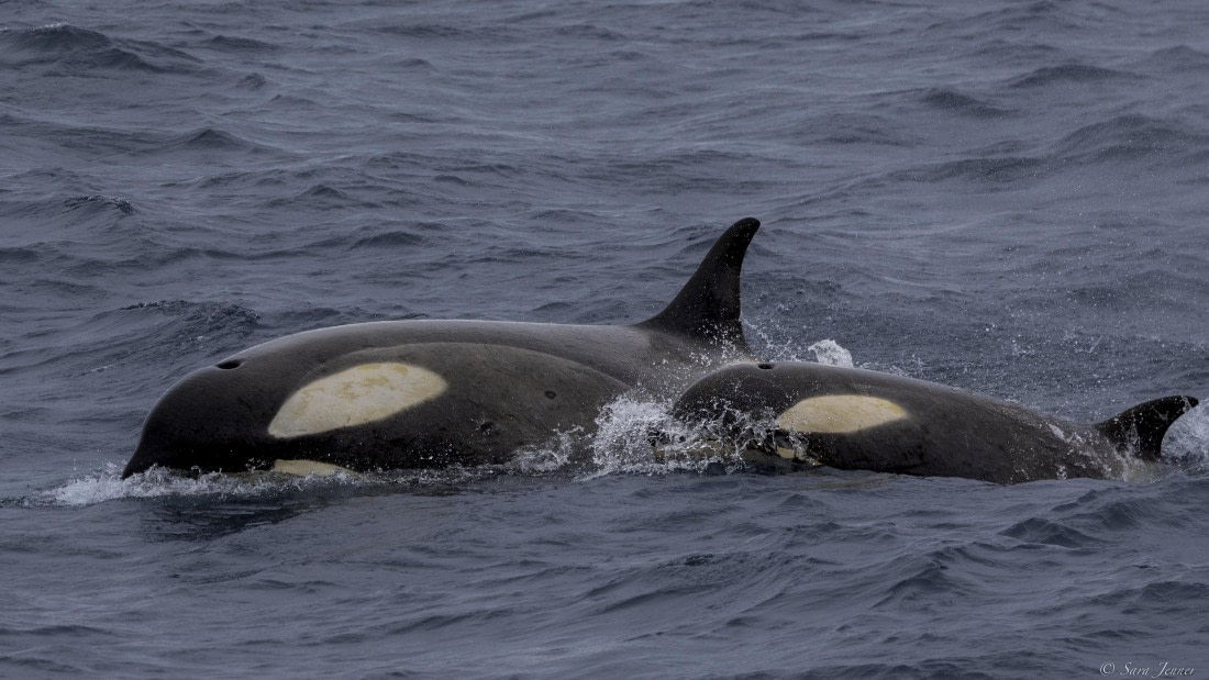 OTL28-25, Day 3, Orca 6 © Sara Jenner - Oceanwide Expeditions.jpg