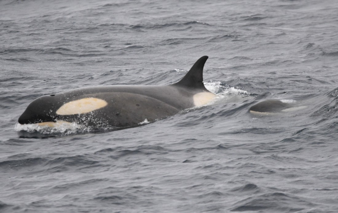 OTL28-25, Day 3, Orca and calf © Sara Jenner - Oceanwide Expeditions.JPG