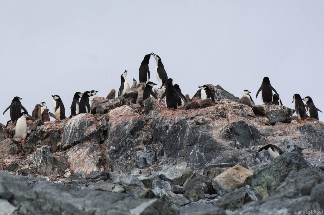 OTL28-25, Day 4, _DSC5324 © Hana Spickova - Oceanwide Expeditions.jpg