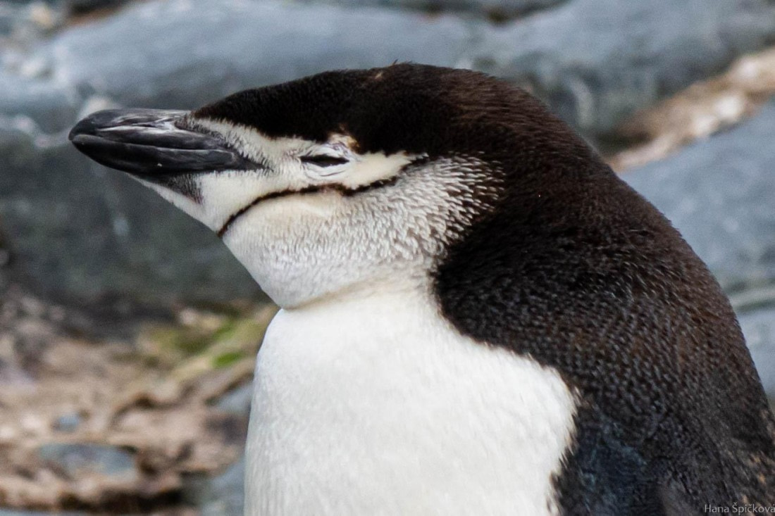 OTL28-25, Day 4, _DSC5326 © Hana Spickova - Oceanwide Expeditions.jpg