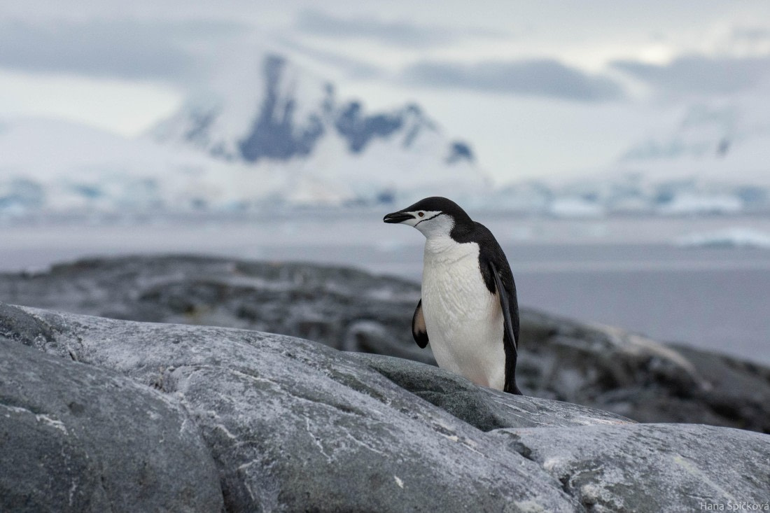 OTL28-25, Day 4, _DSC5338 © Hana Spickova - Oceanwide Expeditions.jpg