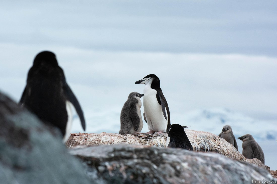 OTL28-25, Day 4, _DSC5355 © Hana Spickova - Oceanwide Expeditions.jpg