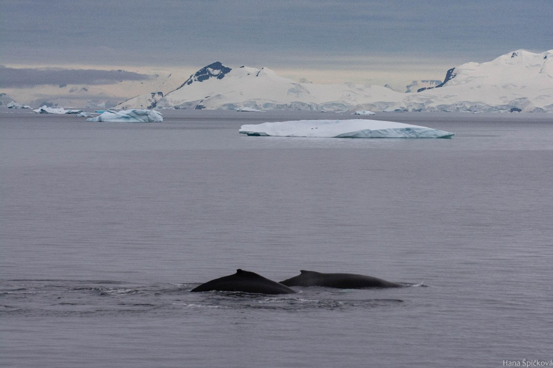 OTL28-25, Day 4, _DSC5511 © Hana Spickova - Oceanwide Expeditions.jpg