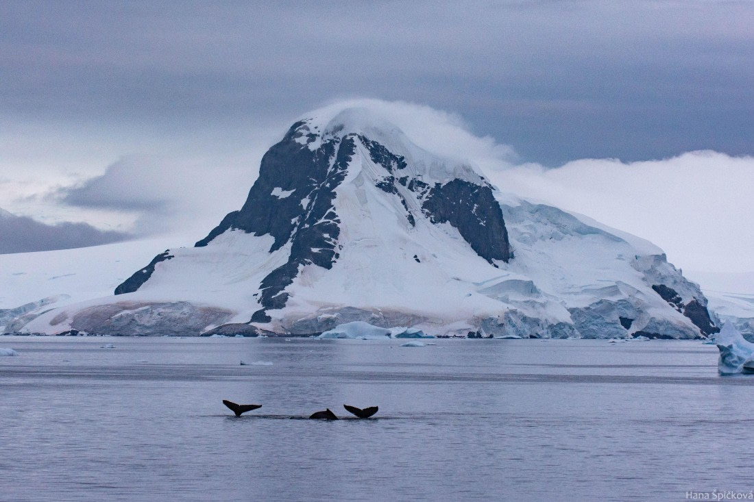 OTL28-25, Day 4, _DSC5533 © Hana Spickova - Oceanwide Expeditions.jpg