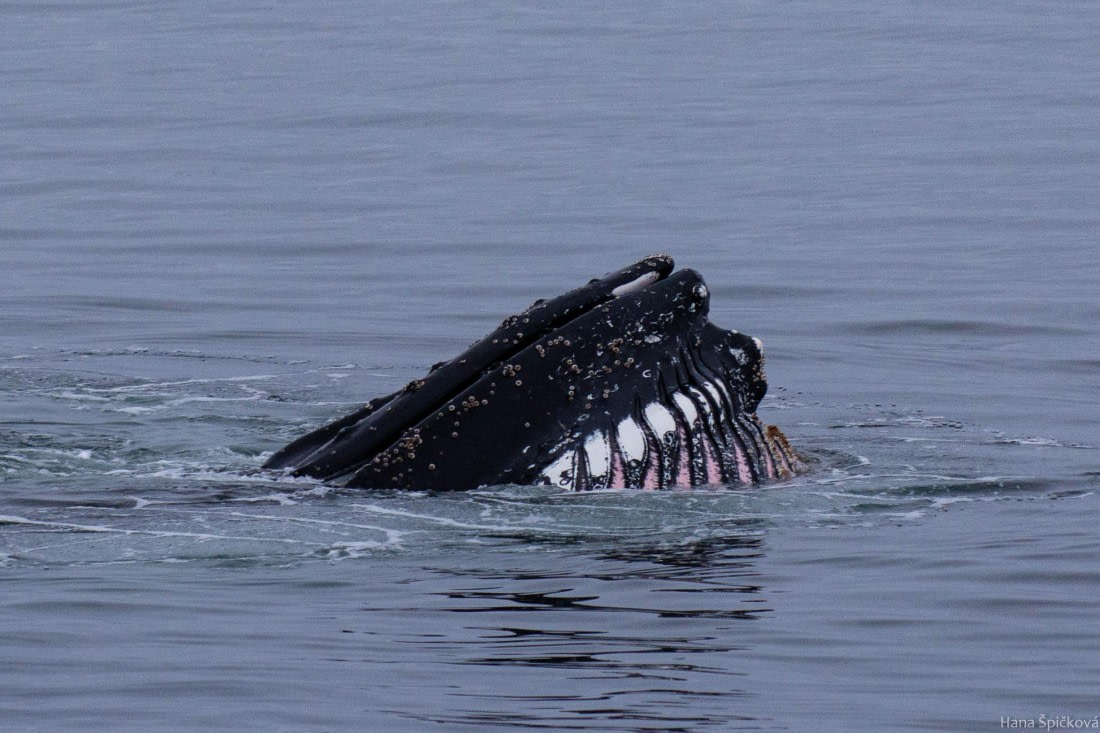 OTL28-25, Day 4, _DSC5540 © Hana Spickova - Oceanwide Expeditions.jpg
