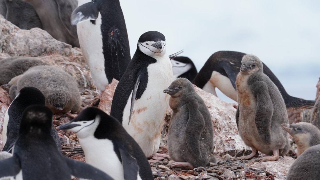 OTL28-25, Day 4, DSC09759 © Unknown photographer - Oceanwide Expeditions.JPG