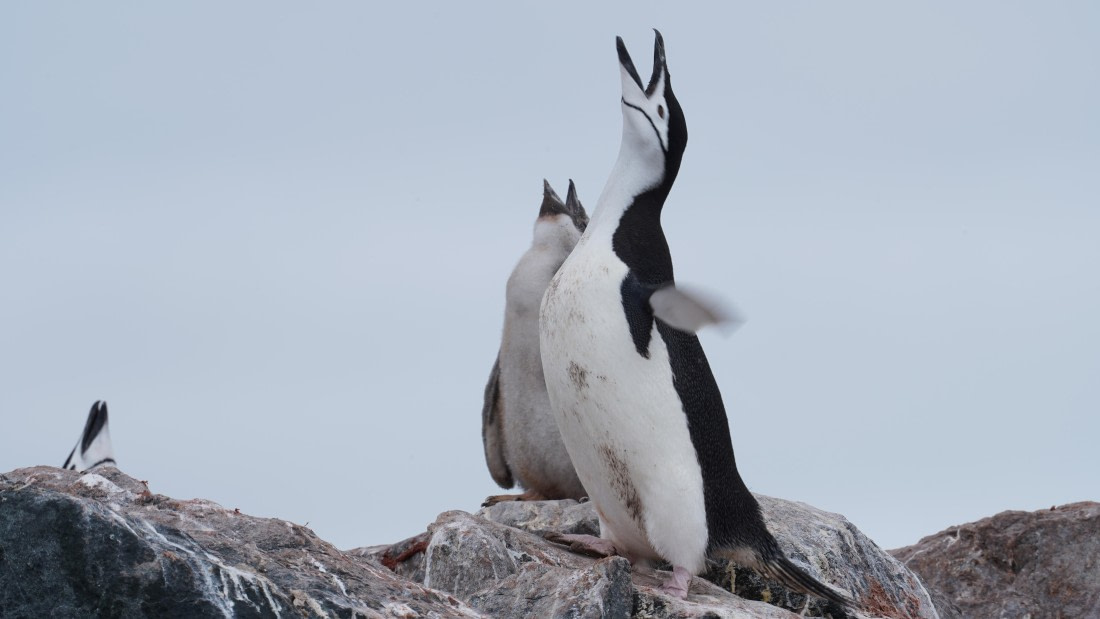 OTL28-25, Day 4, DSC09784 © Unknown photographer - Oceanwide Expeditions.JPG