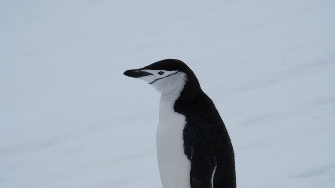 OTL28-25, Day 4, DSC09810 © Unknown photographer - Oceanwide Expeditions.JPG