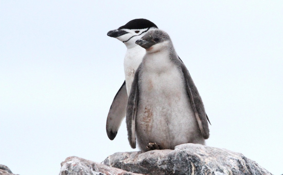 OTL28-25, Day 4, IMG_1947 © Unknown photographer - Oceanwide Expeditions.JPG