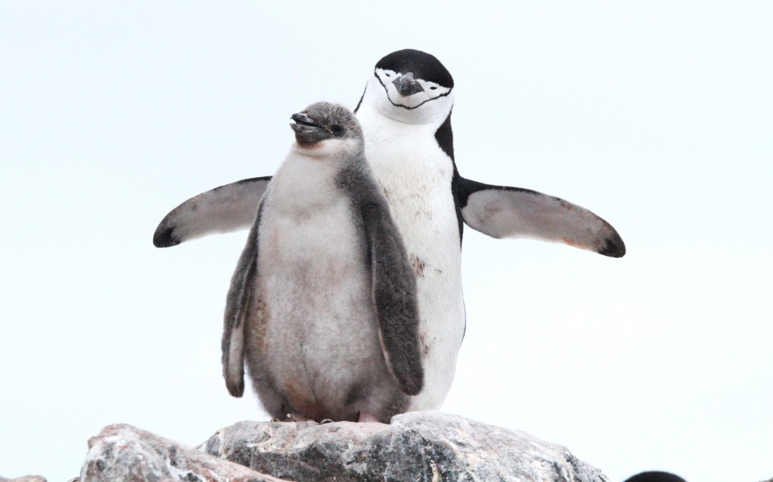 OTL28-25, Day 4, IMG_1961 © Unknown photographer - Oceanwide Expeditions.JPG