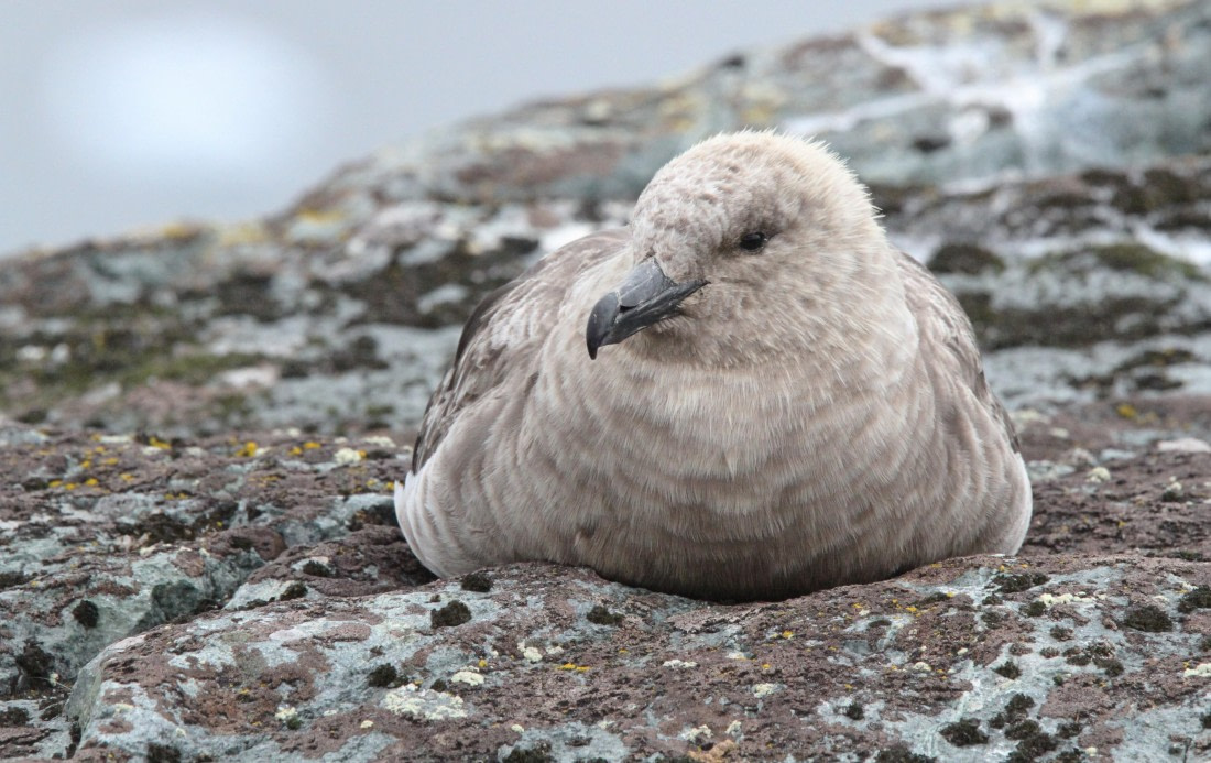 OTL28-25, Day 4, IMG_2060 © Unknown photographer - Oceanwide Expeditions.JPG