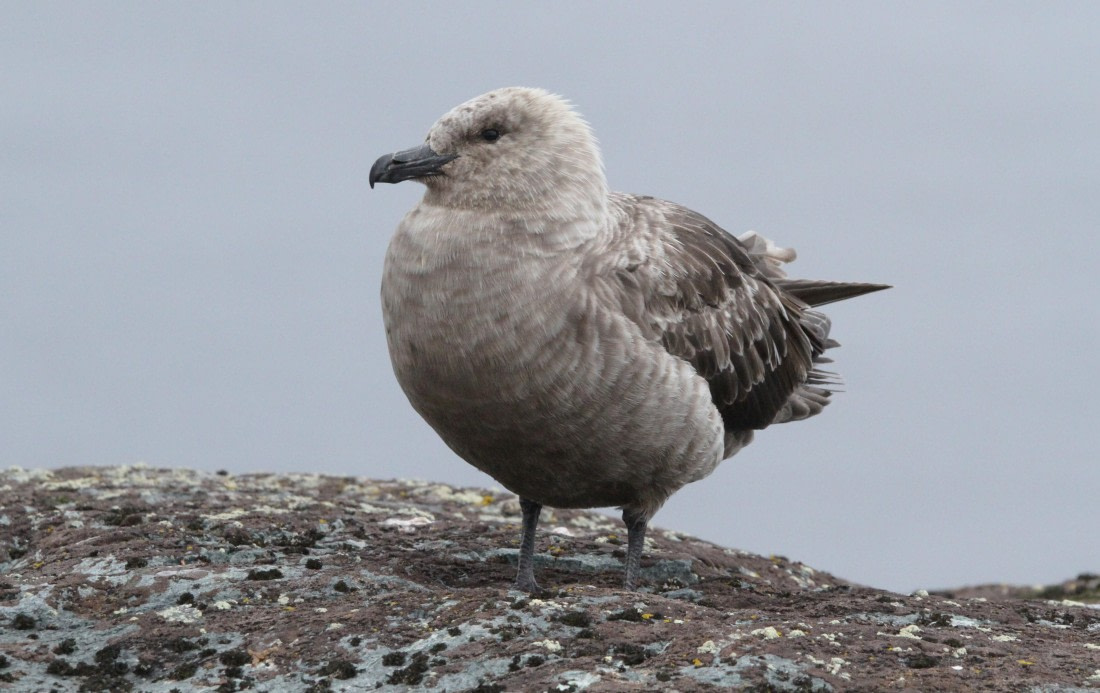 OTL28-25, Day 4, IMG_2096 © Unknown photographer - Oceanwide Expeditions.JPG