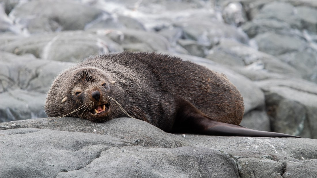 OTL28-25, Day 4, IMG_6511 © Unknown photographer - Oceanwide Expeditions.jpg