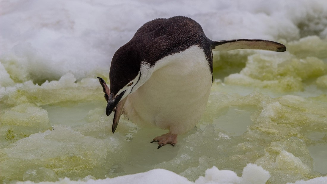 OTL28-25, Day 4, IMG_6526 © Unknown photographer - Oceanwide Expeditions.jpg