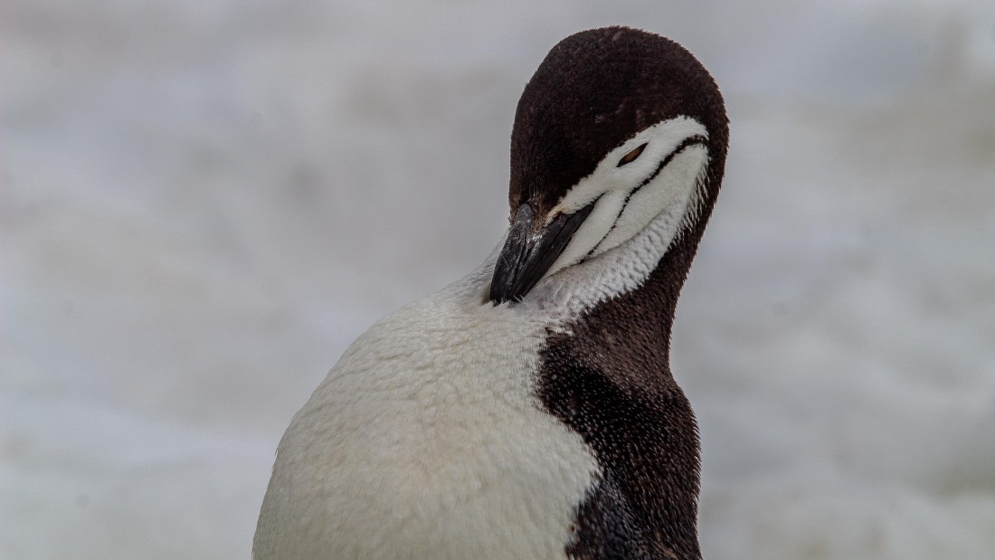 OTL28-25, Day 4, IMG_6529 © Unknown photographer - Oceanwide Expeditions.jpg