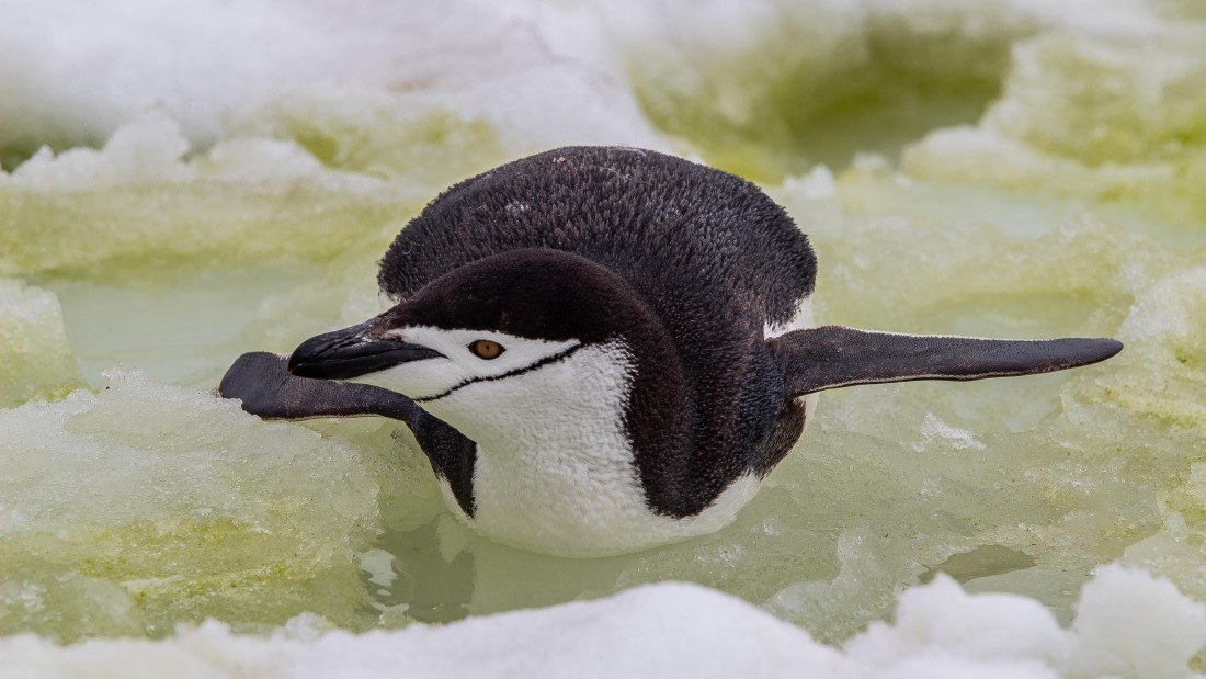 OTL28-25, Day 4, IMG_6532 © Unknown photographer - Oceanwide Expeditions.jpg