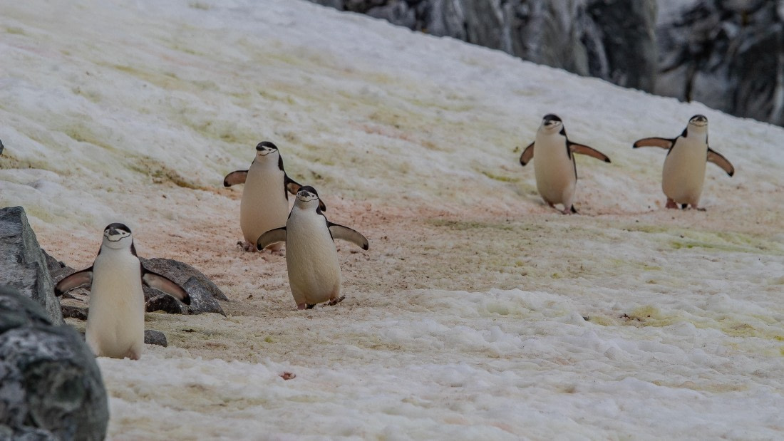 OTL28-25, Day 4, IMG_6540 © Unknown photographer - Oceanwide Expeditions.jpg