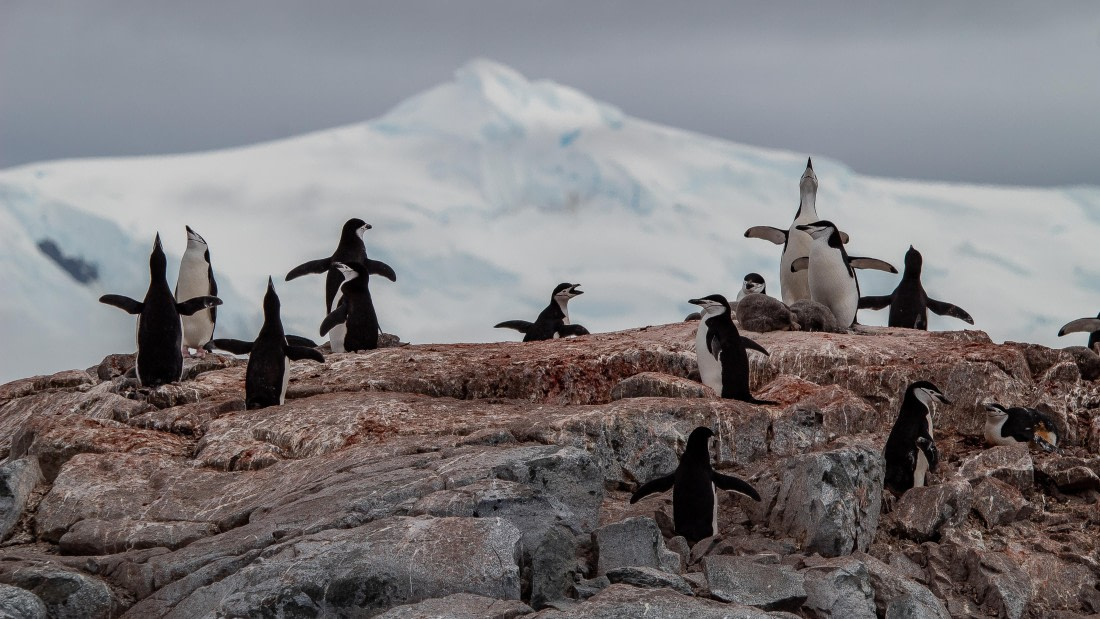 OTL28-25, Day 4, IMG_6546 © Unknown photographer - Oceanwide Expeditions.jpg