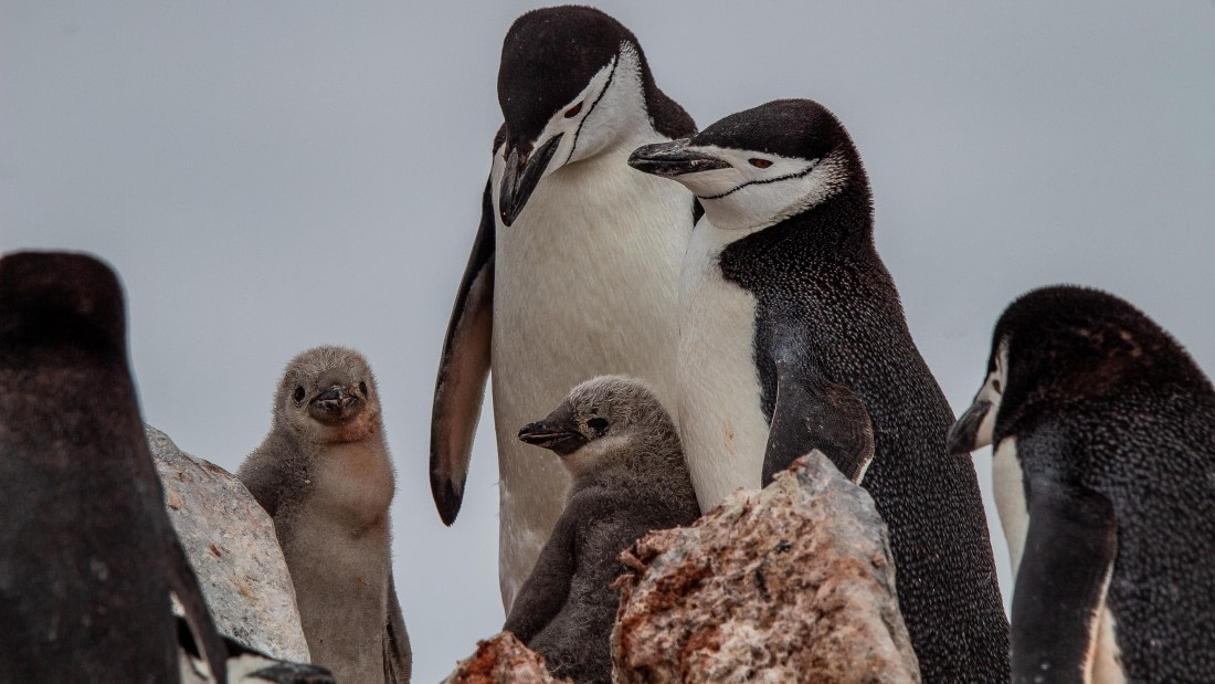 OTL28-25, Day 4, IMG_6555 © Unknown photographer - Oceanwide Expeditions.jpg