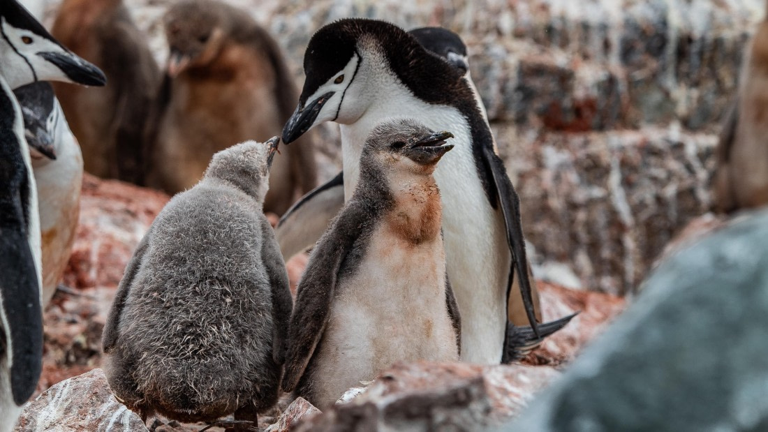 OTL28-25, Day 4, IMG_6560 © Unknown photographer - Oceanwide Expeditions.jpg