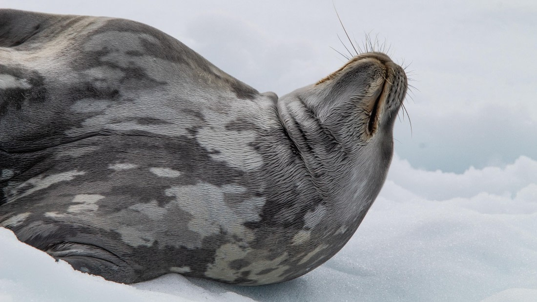 OTL28-25, Day 4, IMG_6582 © Unknown photographer - Oceanwide Expeditions.jpg