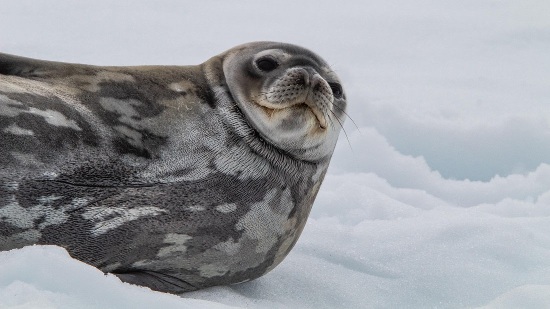 OTL28-25, Day 4, IMG_6584 © Unknown photographer - Oceanwide Expeditions.jpg
