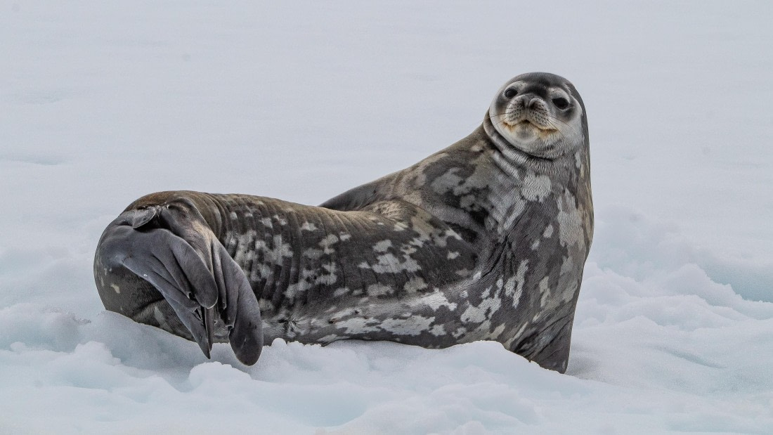 OTL28-25, Day 4, IMG_6586 © Unknown photographer - Oceanwide Expeditions.jpg