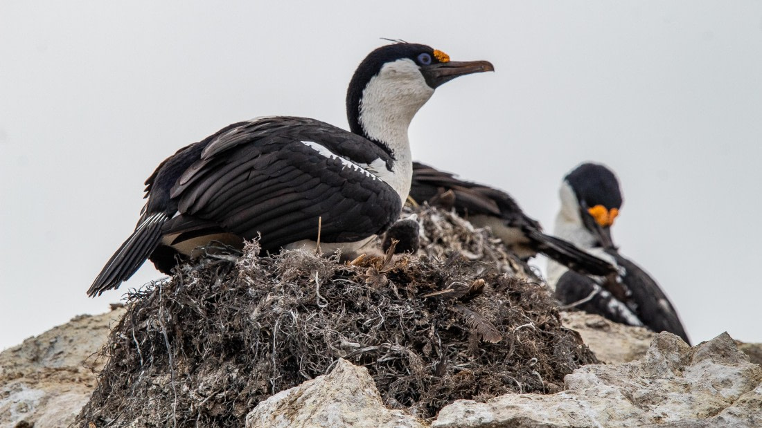 OTL28-25, Day 4, IMG_6594 © Unknown photographer - Oceanwide Expeditions.jpg