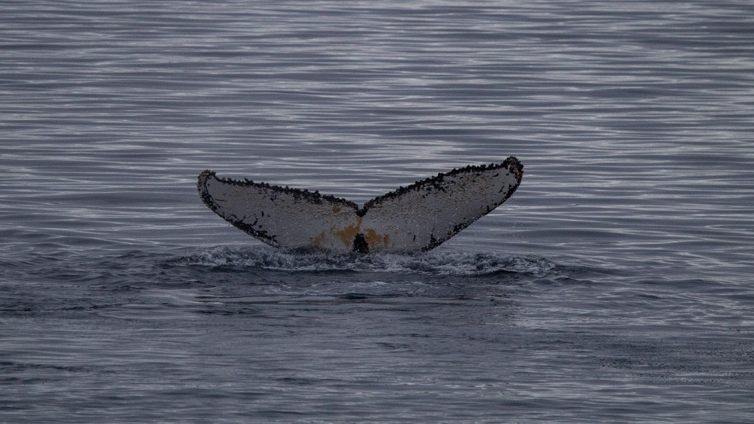 OTL28-25, Day 4, IMG_6619 © Unknown photographer - Oceanwide Expeditions.jpg