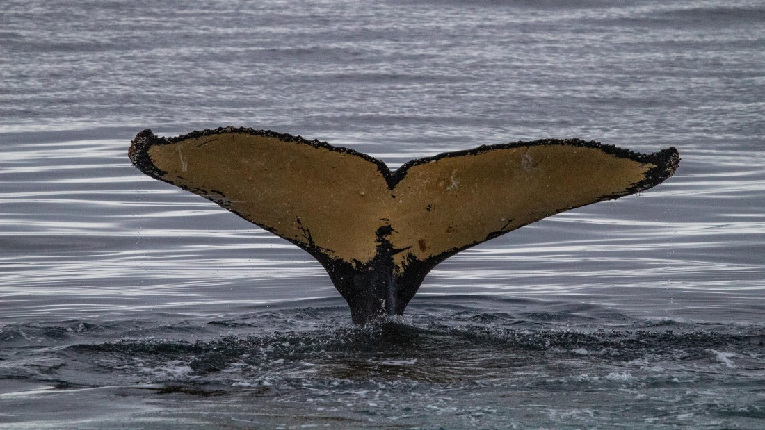 OTL28-25, Day 4, IMG_6630 © Unknown photographer - Oceanwide Expeditions.jpg