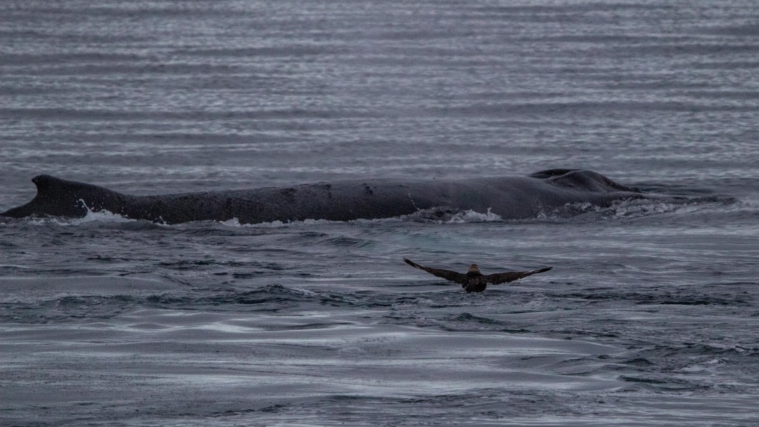 OTL28-25, Day 4, IMG_6632 © Unknown photographer - Oceanwide Expeditions.jpg