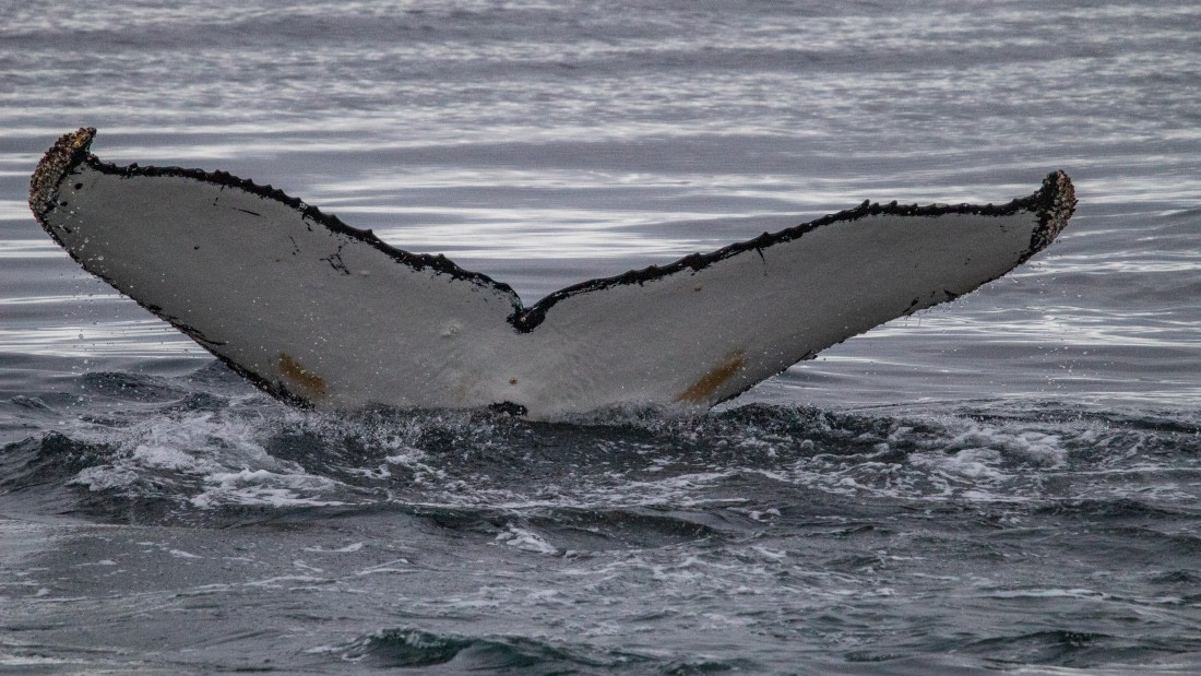 OTL28-25, Day 4, IMG_6631 © Unknown photographer - Oceanwide Expeditions.jpg