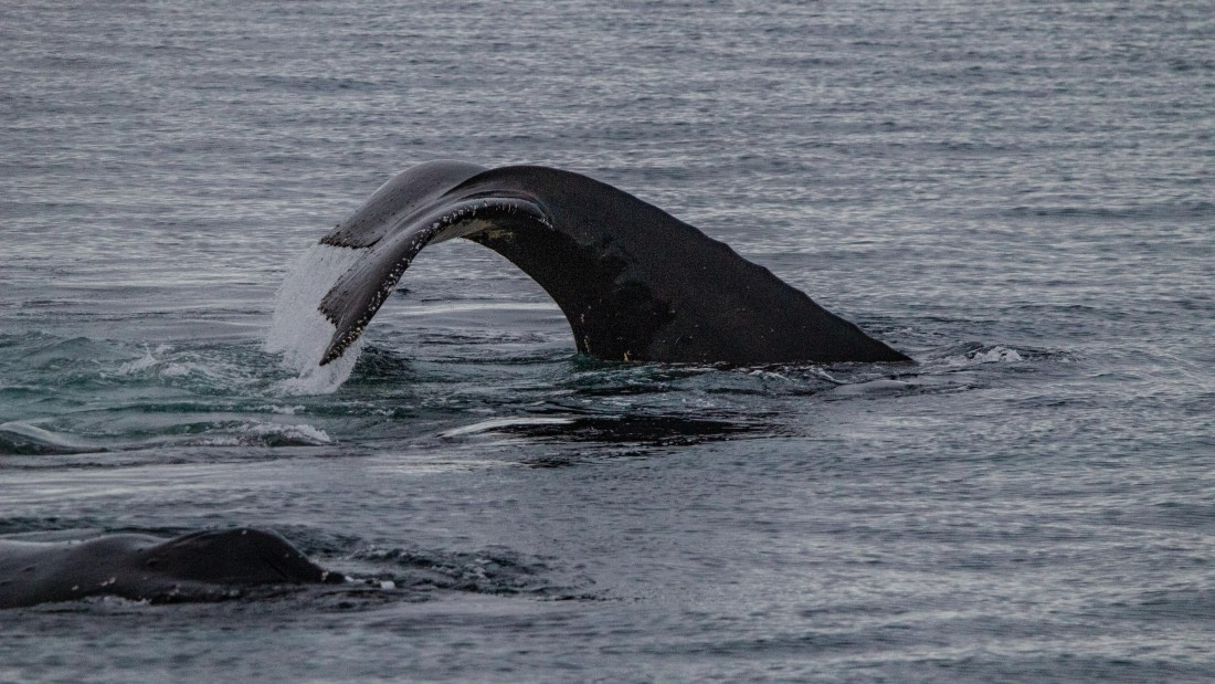 OTL28-25, Day 4, IMG_6636 © Unknown photographer - Oceanwide Expeditions.jpg