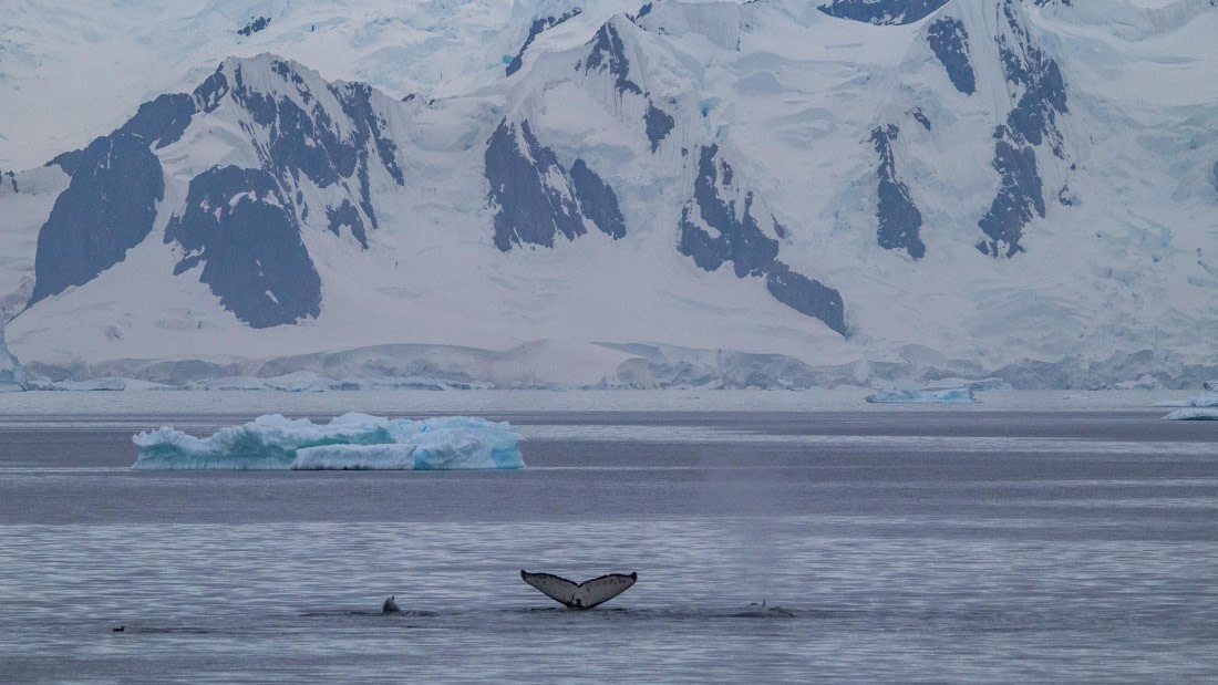 OTL28-25, Day 4, IMG_6651 © Unknown photographer - Oceanwide Expeditions.jpg