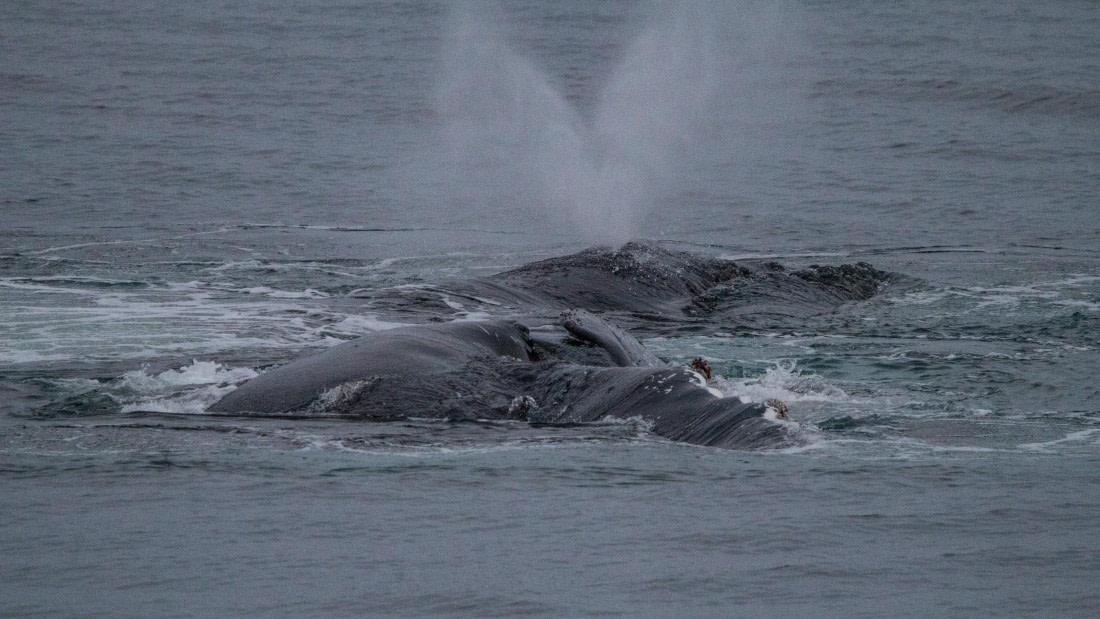 OTL28-25, Day 4, IMG_6654 © Unknown photographer - Oceanwide Expeditions.jpg