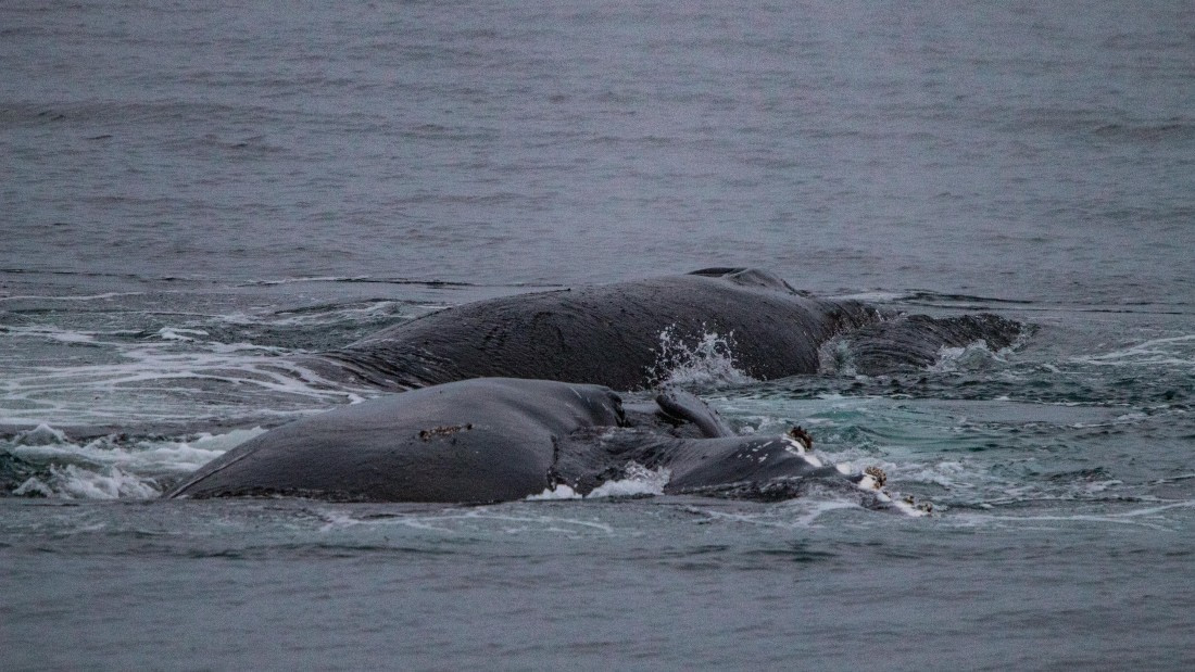 OTL28-25, Day 4, IMG_6655 © Unknown photographer - Oceanwide Expeditions.jpg