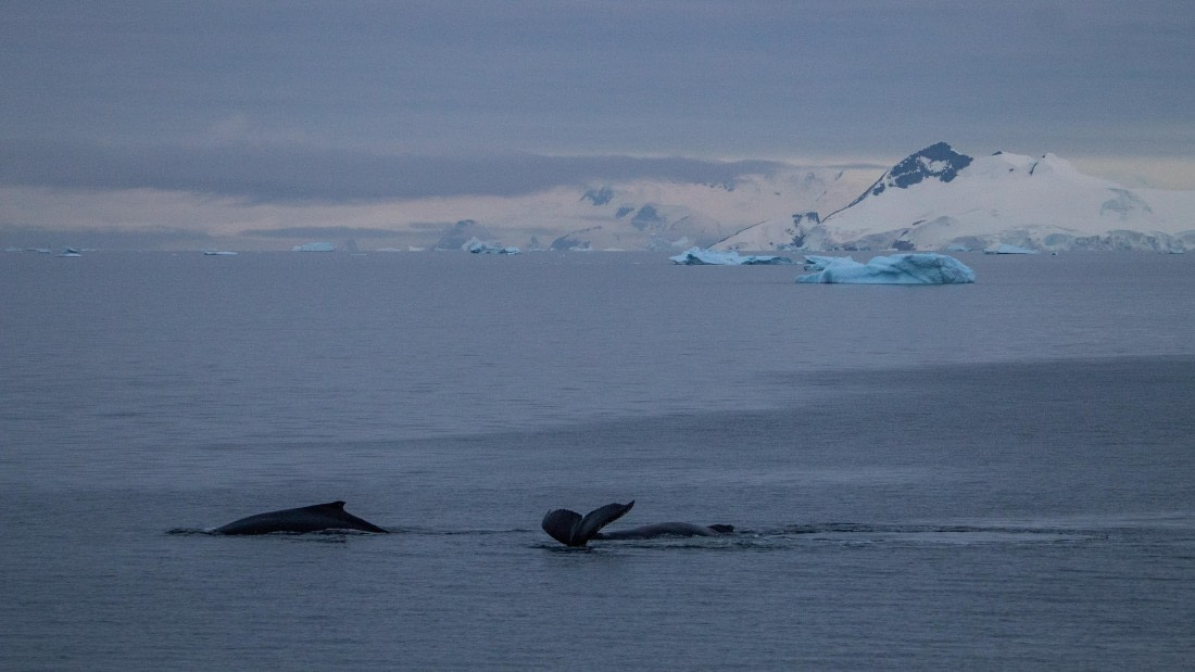 OTL28-25, Day 4, IMG_6670 © Unknown photographer - Oceanwide Expeditions.jpg