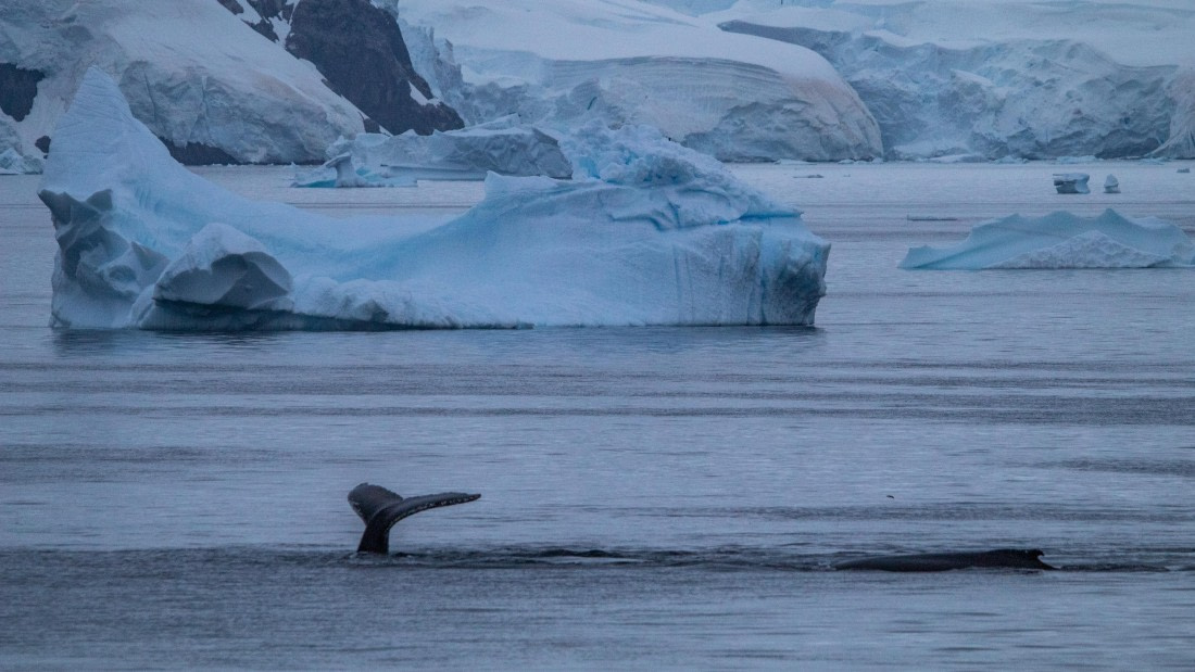 OTL28-25, Day 4, IMG_6677 © Unknown photographer - Oceanwide Expeditions.jpg
