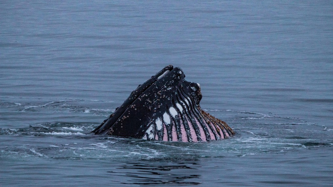 OTL28-25, Day 4, IMG_6688 © Unknown photographer - Oceanwide Expeditions.jpg