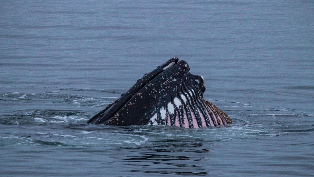 OTL28-25, Day 4, IMG_6689 © Unknown photographer - Oceanwide Expeditions.jpg