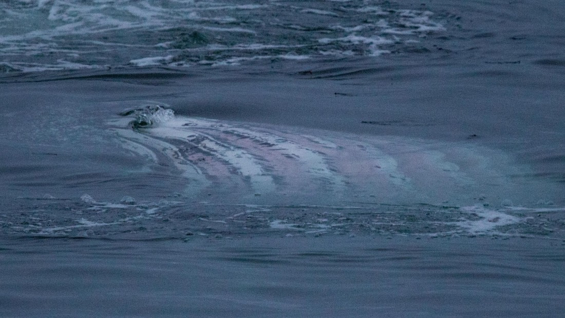 OTL28-25, Day 4, IMG_6694 © Unknown photographer - Oceanwide Expeditions.jpg