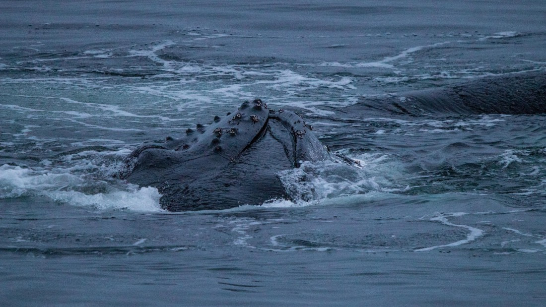 OTL28-25, Day 4, IMG_6697 © Unknown photographer - Oceanwide Expeditions.jpg